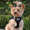 American River Choke Free Dog Harness