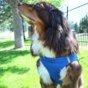 American River Choke Free Dog Harness